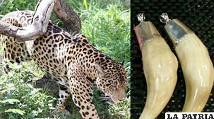 Desde 2014 hasta el momento se incautaron algo más de 600 colmillos de jaguar /EJU.TV