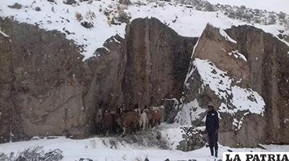 La nieve ha cubierto totalmente varias comunidades de la provincia Sud Lipez, en Potosí /ACLO POTOSÍ