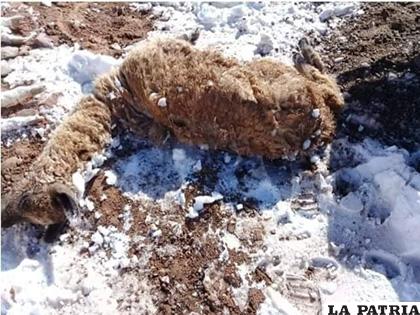 Comunidades rurales y ganado camélido fueron muy afectados por la nevada /FOTO REFERENCIAL