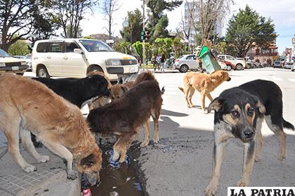 Perros vacunados que sean encontrados en la calle serán capturados /LA PATRIA
