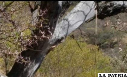 El sujeto se colgó de un árbol para terminar con su vida /Erbol
