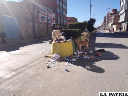 Los canes son los que dispersan la basura y con ello la propagación de bacterias /LA PATRIA