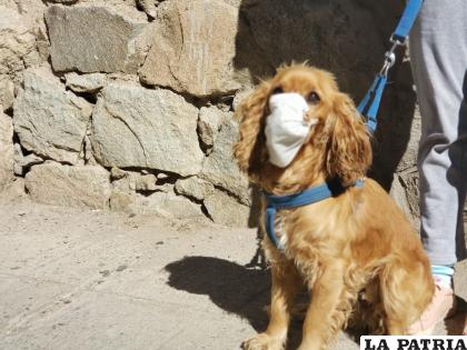 Los animales no pueden transmitir el Covid-19 a los humanos /LA PATRIA