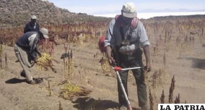 Productores piden políticas al Gobierno central
/LA PATRIA /archivo