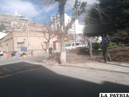 Grupos de trabajo de la Unidad de Paisajismo y Forestación del Municipio de Oruro realizan la labor /Ovidio Cayoja /LA PATRIA 