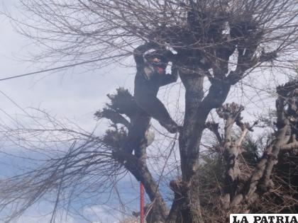 Realizar esta labor permite que el árbol tenga mayor floración en primavera
/Ovidio Cayoja /LA PATRIA 