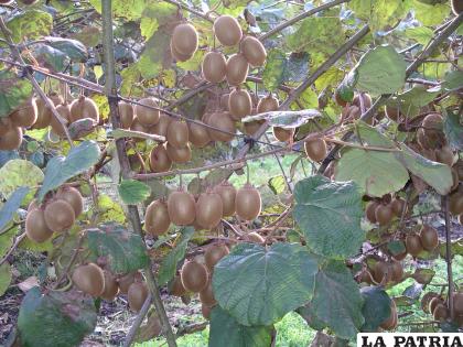 El kiwi fruto que crece en los valles pero que llega en abundancia a Oruro 
