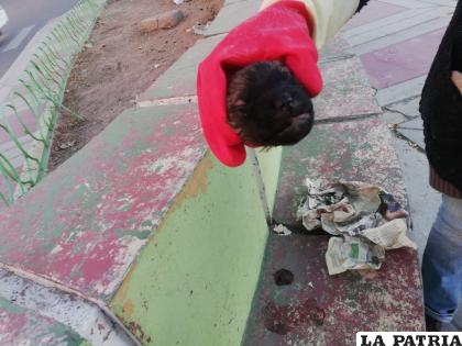 Los dos perritos estaban totalmente mutilados /LA PATRIA