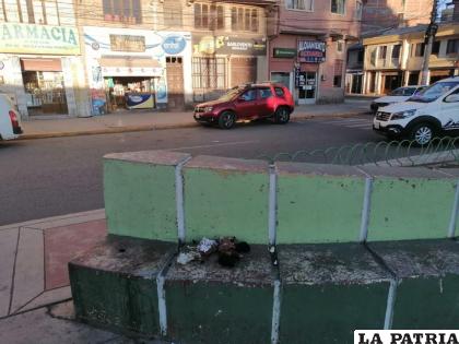Los restos de los cachorros fueron encontrados en una jardinera /LA PATRIA