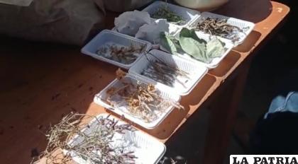 La muestra ayudó a comprender los beneficios de la medicina natural /CAPTURA GAMC