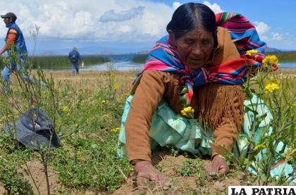 Se necesitan proyectos de arborización en el altiplano /FACEBOOK