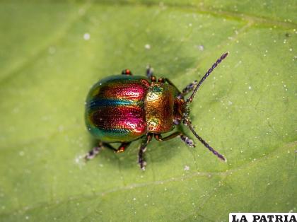 Los escarabajos son animales que adornan la naturaleza /EL ESPAÑOL