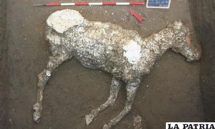 Uno de los caballos encontrados en las afueras de Pompeya /NATGEO