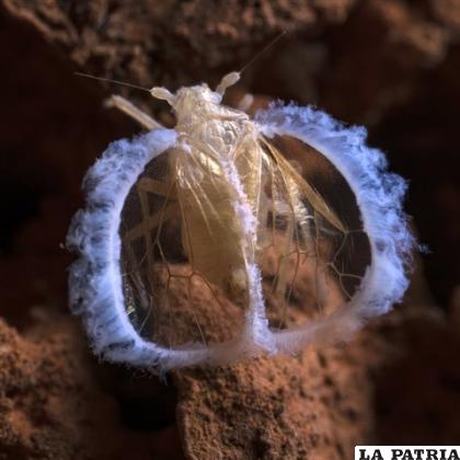 La Hada Cavernícola, un insecto poco conocido /NATGEO