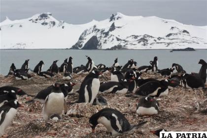 Los pingüinos de la Antártica sufren los efectos de la contaminación global /NATGEO