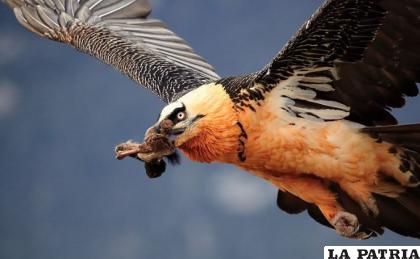 El Quebrantahuesos lanza a sus presas a rocas planas para comer sus sesos /ANIMALES EN EXTINCIÓN