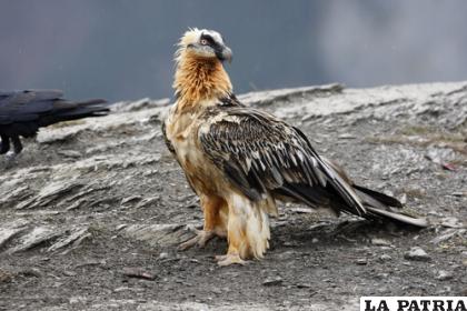 Esta ave habita por lo general en Europa /MIS ANIMALES