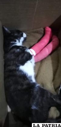 Ricardo fue enyesado luego de fracturarse las patas /LA PATRIA