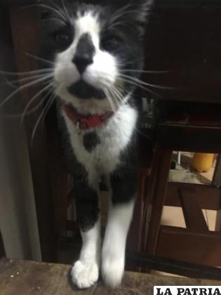 La mascota feliz con su nueva familia /LA PATRIA