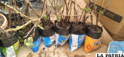 Fruticultores requieren estos envases para continuar arborización /LA PATRIA