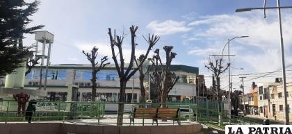 Uno de los arboles mal podados en la ciudad /Cortesía
