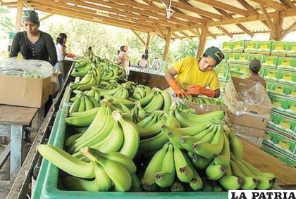 Producción de banano en el Chapare 
/Archivo Opinión