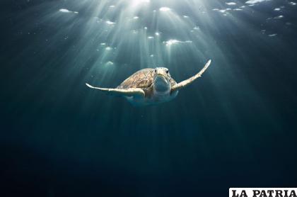 Las tortugas ayudan a descifran el comportamiento del clima /GETTY IMAGES
