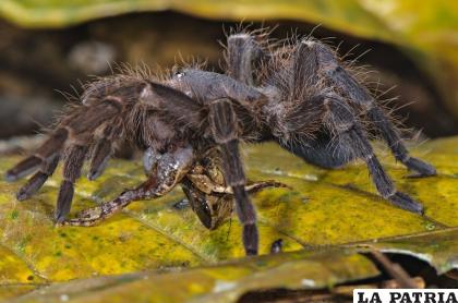 Una tarántula caza una rana en el bosque tropical /Emanuele Biggi, in Amphibian & Reptile Conservation