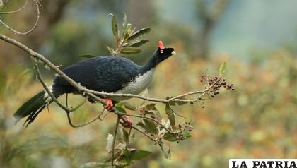 Esta especie vive en la zona de Chiapas /Archivo Conanp