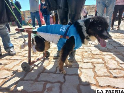 Toño es un can que tiene una gran personalidad /LA PATRIA