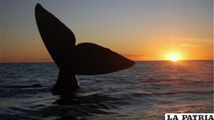 La cola de la ballena sobresale en la superficie del mar /NATGEO