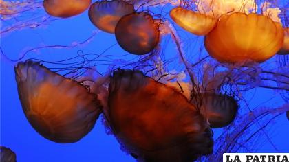 Las fascinantes medusas / NATGEO