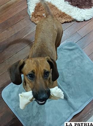 Darles golosinas aptas para ellos, también sirve para poner feliz a las mascotas / LA PATRIA
