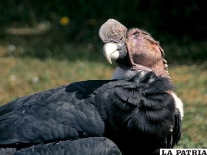 El Cóndor es una especie en riesgo de extinción /Michael Gäbler, Wikimedia Commons
