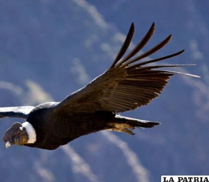 En Argentina crearon santuarios para esta especie /RRSS