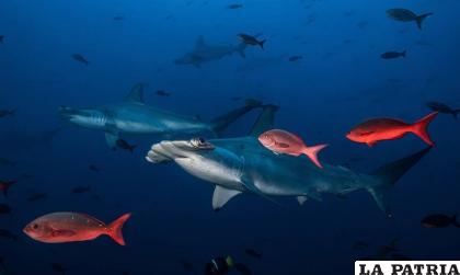 El financiamiento está destinado a salvar tiburones /Jordi Chias - Fundación Charles Darwin