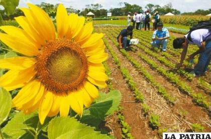 Productores de la Comunidad San Andrés del municipio de San Julián /Siembra