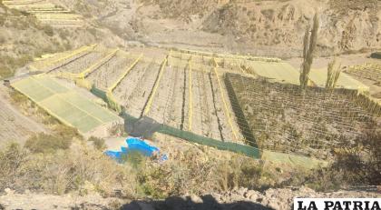 Las plantaciones encontradas en cercanías de Uncía /Cortesía