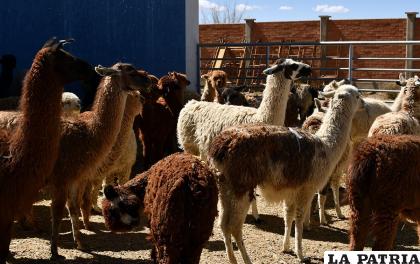 Llamas y alpacas exportadas al Uruguay /ARCHIVO