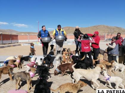 Más de 100 perritos son refugiados en el albergue /LA PATRIA
