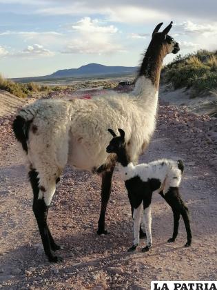 La provincia se dedica a la crianza de llamas y a la exportación de su carne /Cortesía