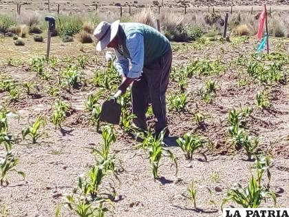 Los pobladores tienen una variada producción agrícola /Cortesía