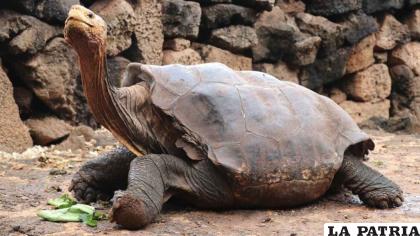 Diego, la tortuga semental que de tanto aparearse ayudó a salvar a su especie de la extinción /RRSS

