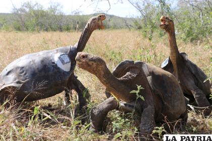 Un gran porcentaje de su especie le debe la vida a Diego /Parque Nacional Galápagos.