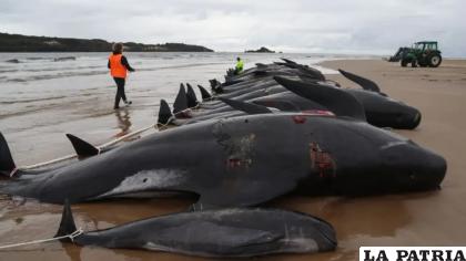 Se lamentó la muerte de 51 ballenas /20minutos.es
