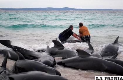 Decenas de calderones varados en Cheynes Beach /AFP
