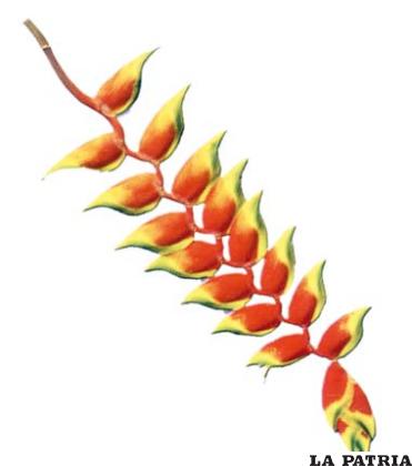 EL PATUJÚ