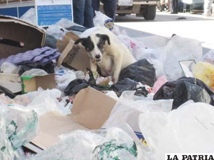 Los perros destrozan las bolsas plásticas en busca de alimento
