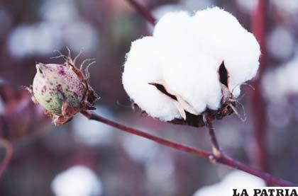 Pese a su precio alto en el exterior, Bolivia no produce algodón