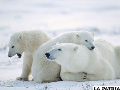 En el territorio de Chukotka aún habitan entre 2.000 y 3.000 ejemplares de oso polar
